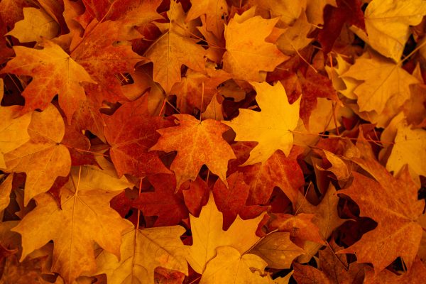Foliage in the park. Autumn looks