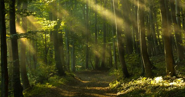 The beauty of the sunlights on the trees