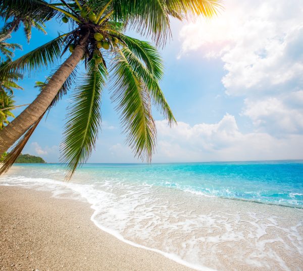 A gorgeous palm in a beach of the Caribe